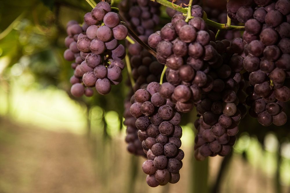 Free purple grape image, public domain fruit CC0 photo.