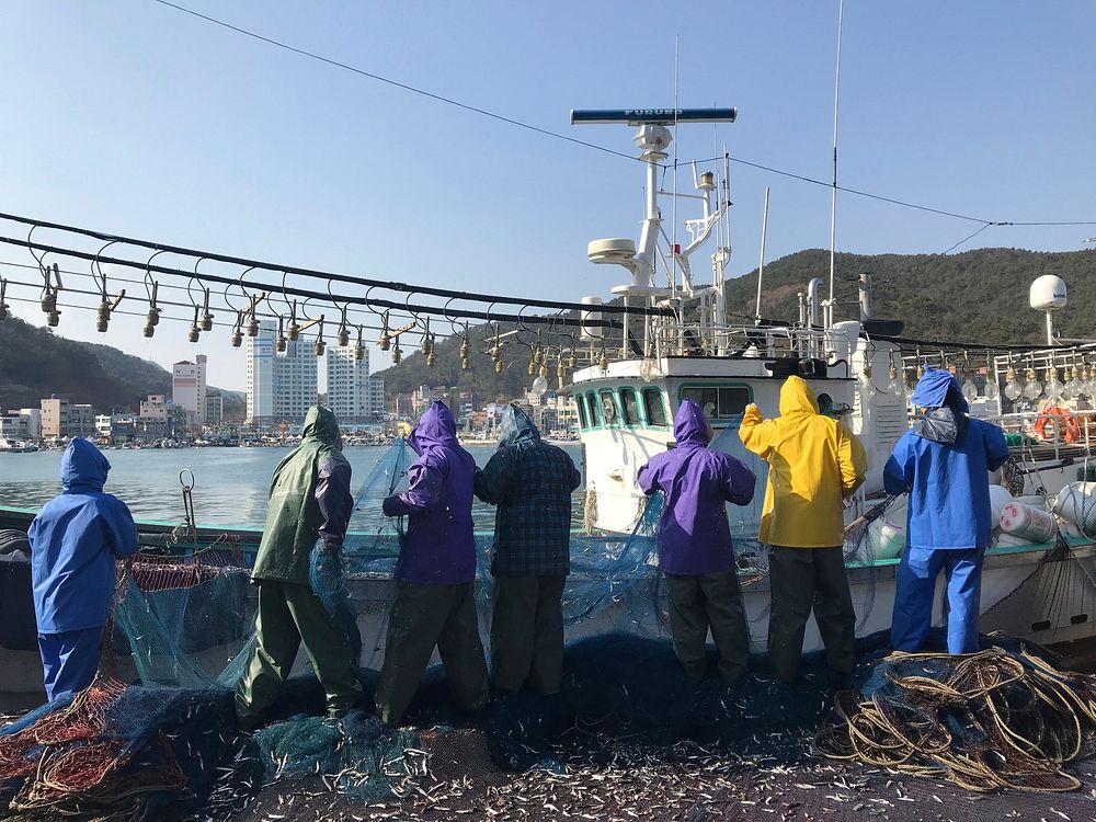 Free Fresh Catch Of Anchovies Fish With Fishing Net photo, public domain activity CC0 photo. 
