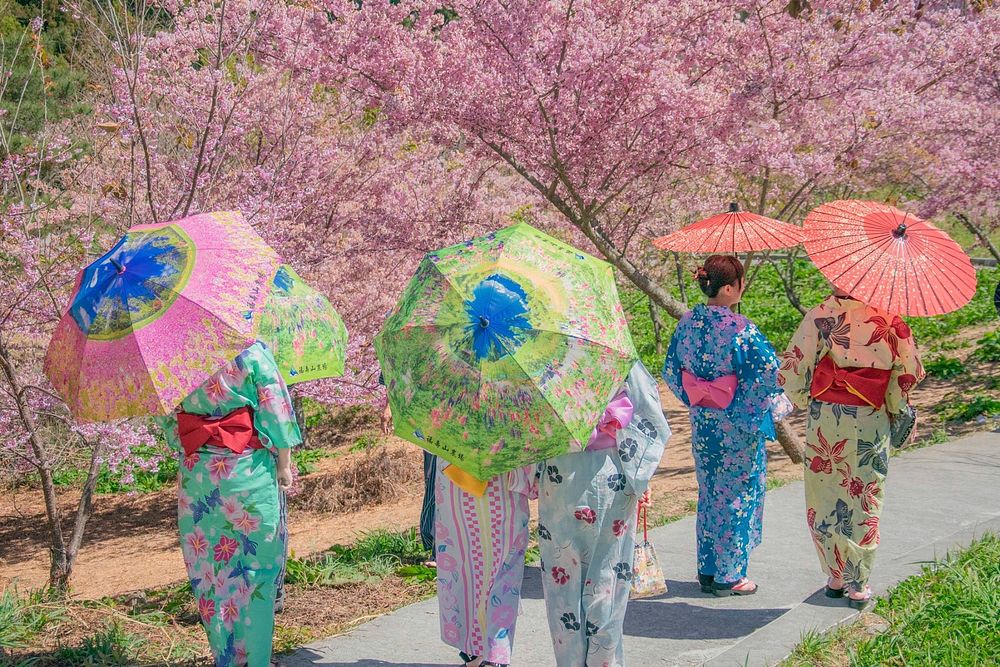 Free women in kimono duing Hanami image, public domain Japan CC0 photo.