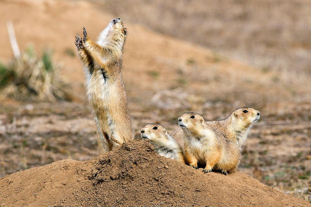 Free group of prairie dogs standing upright image, public domain animal CC0 photo.