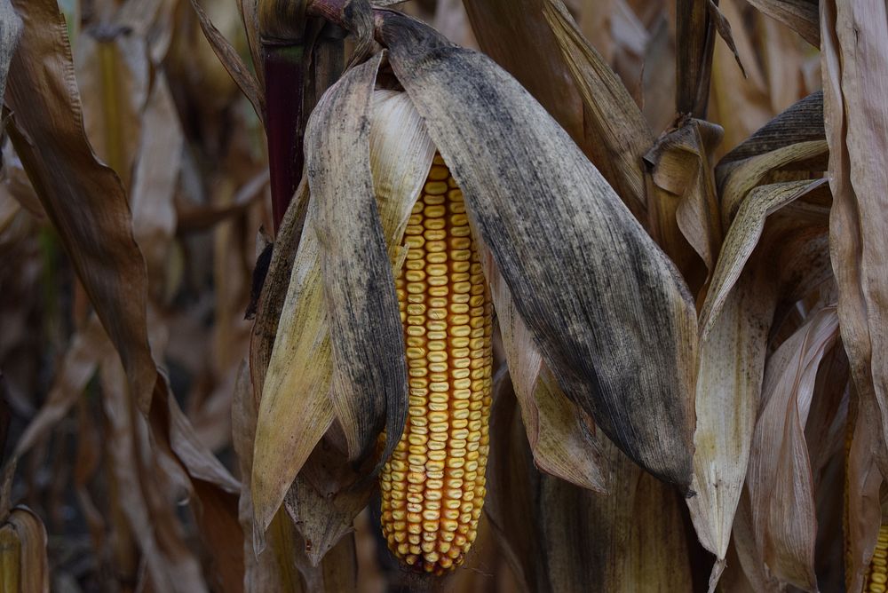Free ripe maize corn image, public domain food CC0 photo.