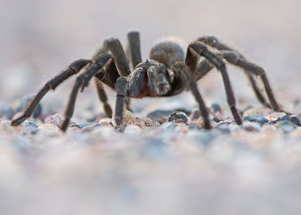 Free close up spider on rock image, public domain animal CC0 photo.