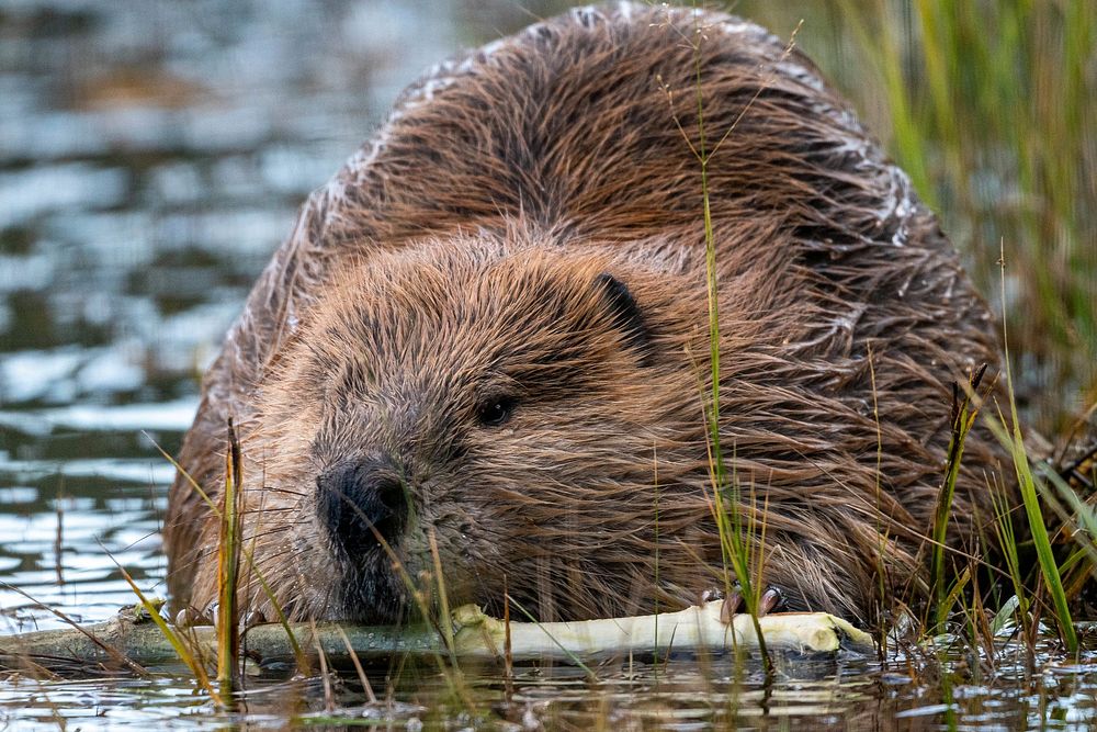 Free beaver image, public domain animal CC0 photo.