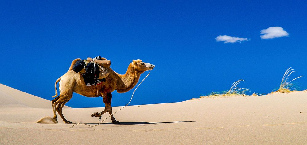 Free camel image, public domain desert animal CC0 photo.