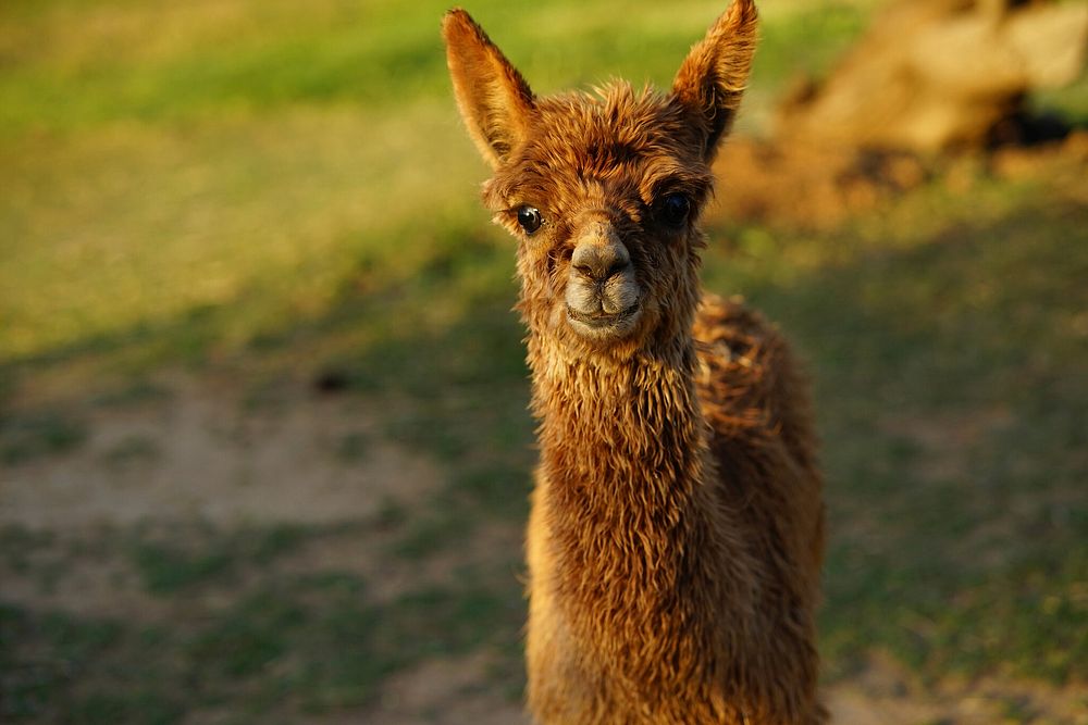 Free brown baby alpaca image, public domain animal CC0 photo.