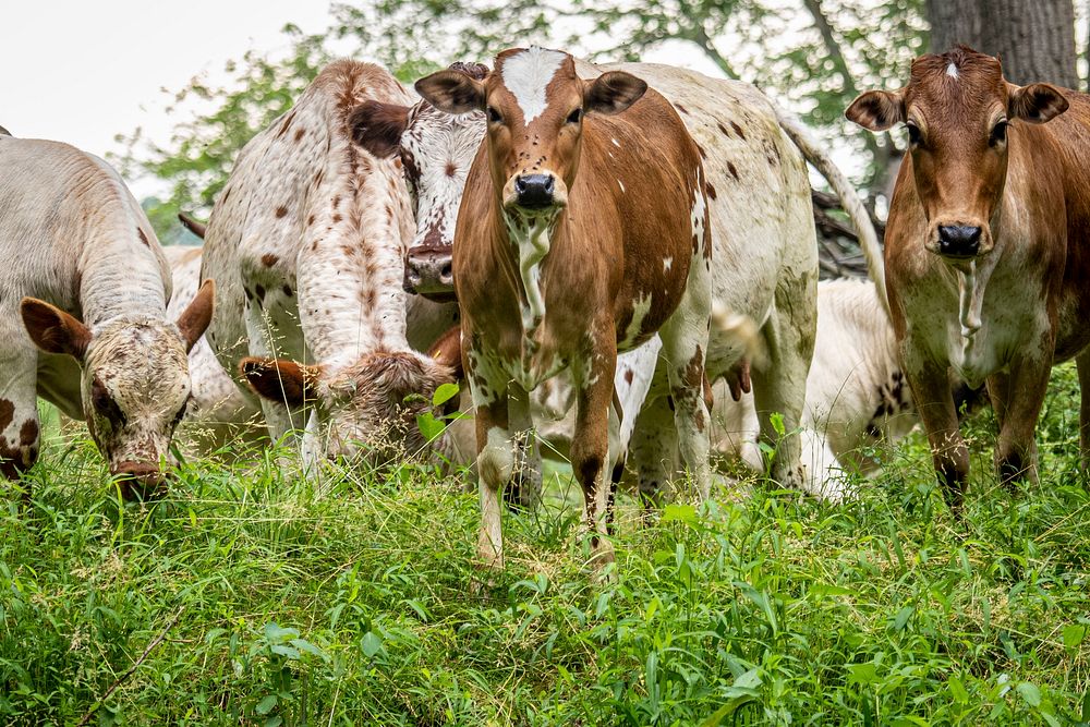 Free cows standing on grass image, public domain animal CC0 photo.