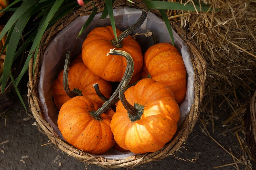 Free pumpkins In basket image, public domain vegetables CC0 photo.