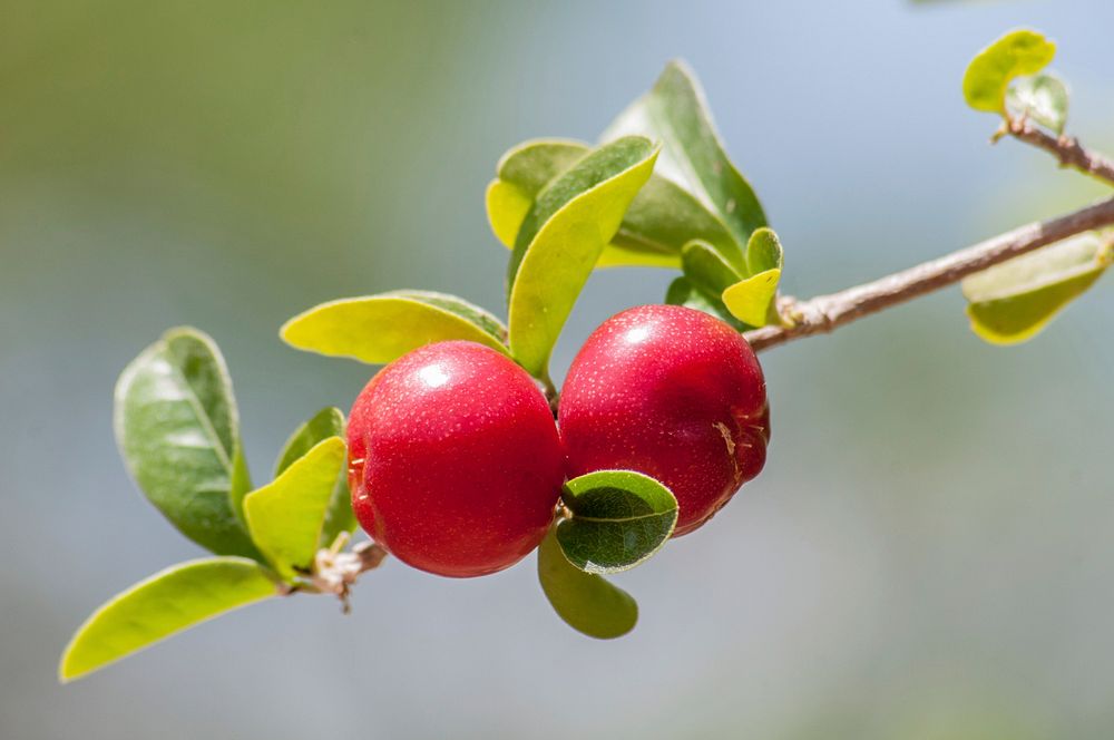 Red And Sweet Cherries On A Branch