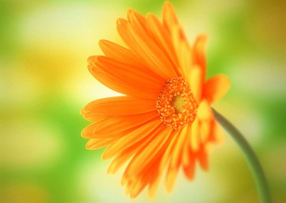 Free orange gerbera image, public domain flower CC0 photo.