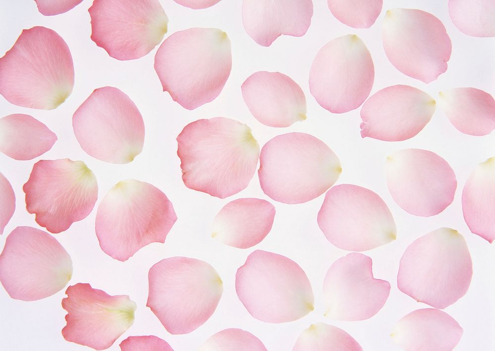 Free pink rose petals image, public domain flower CC0 photo.