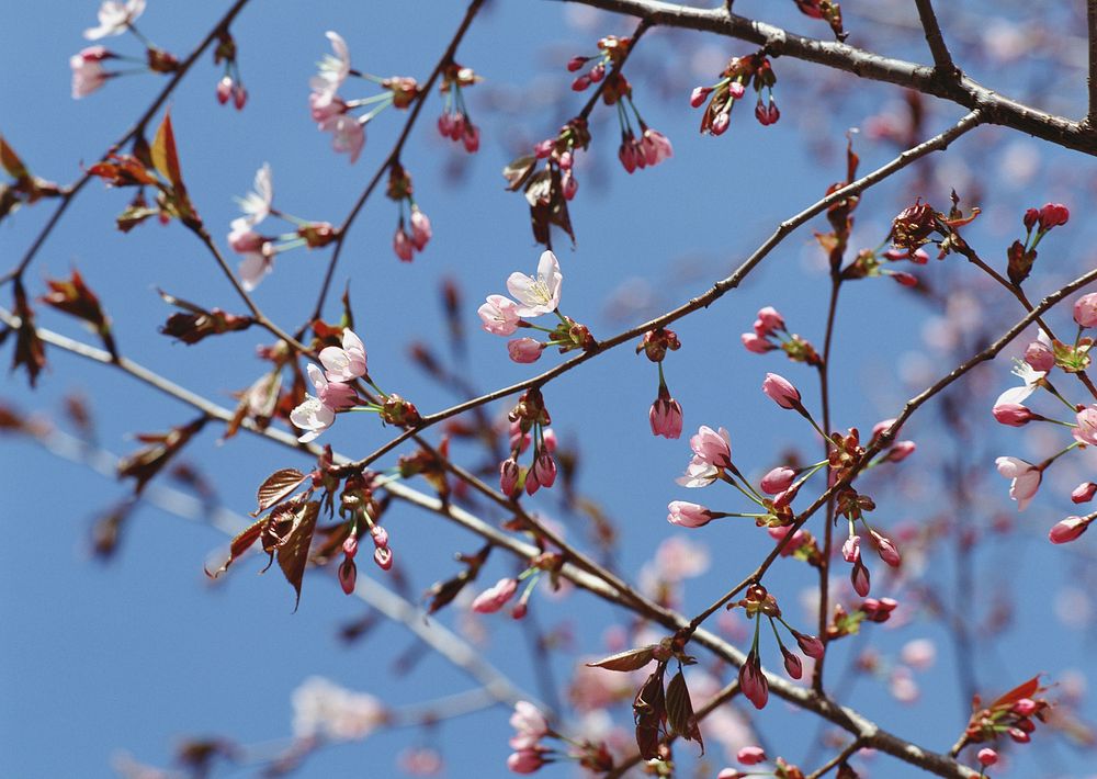 Free pink cherry blossom image, public domain flower CC0 photo.