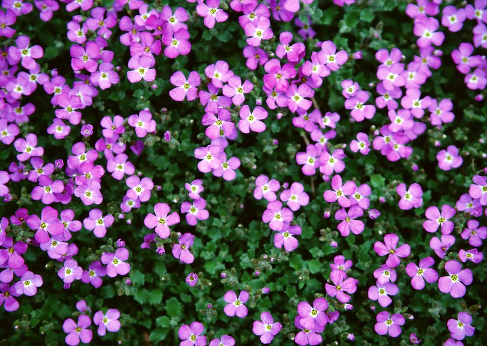 Free purple rock cress image, public domain flower CC0 photo.