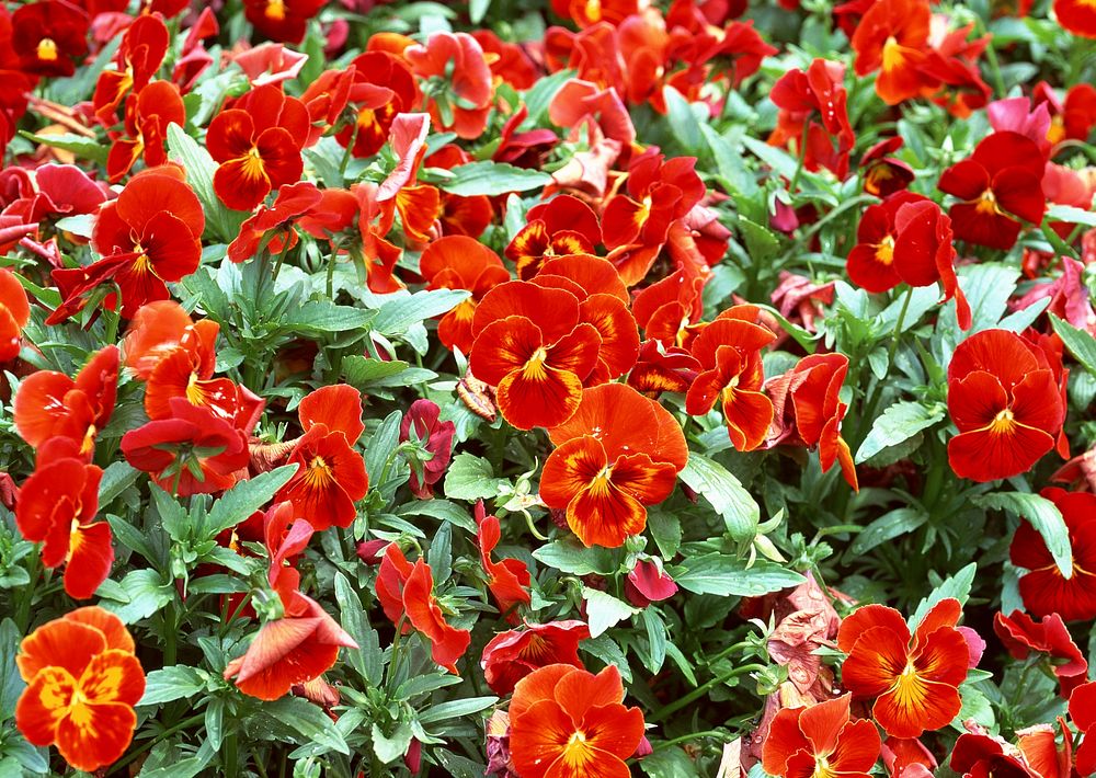 Free red pansy image, public domain spring CC0 photo.