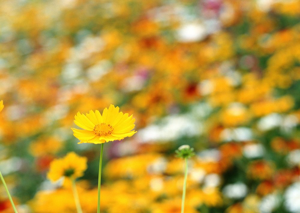 Free yellow cosmos image, public domain flower CC0 photo.