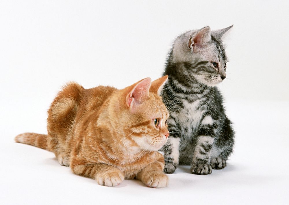 Free shorthair kittens image, public domain CC0 photo.