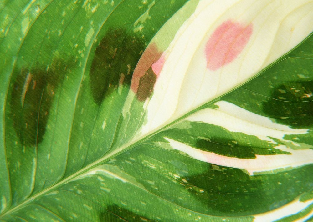 Free green yam leaf texture image, public domain vegetables CC0 photo.