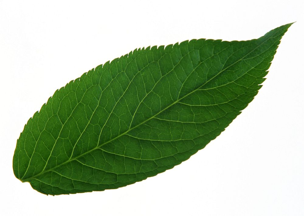 Free green leaf image, public domain plant CC0 photo.