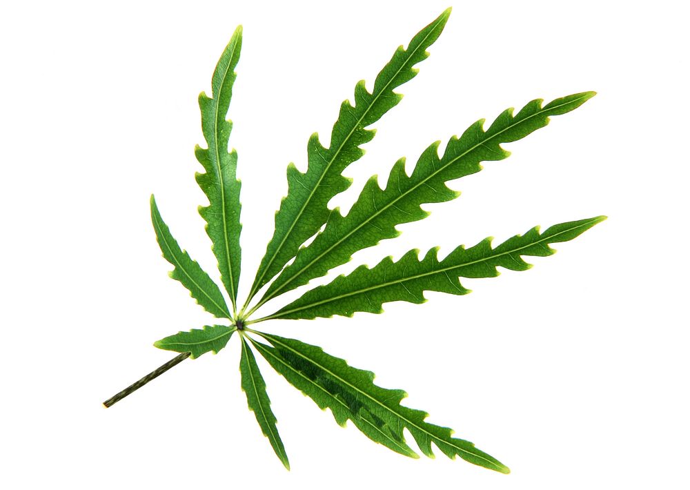 Free Marijuana leaf image, public domain plant CC0 photo.