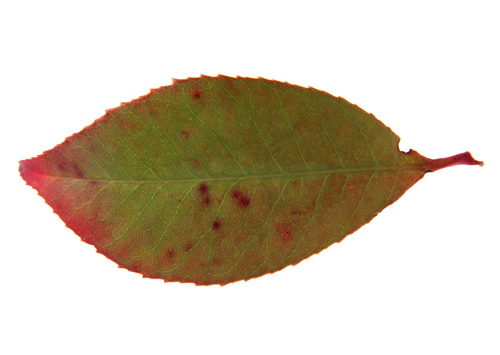 Free isolated autumn leaf image, public domain nature CC0 photo.