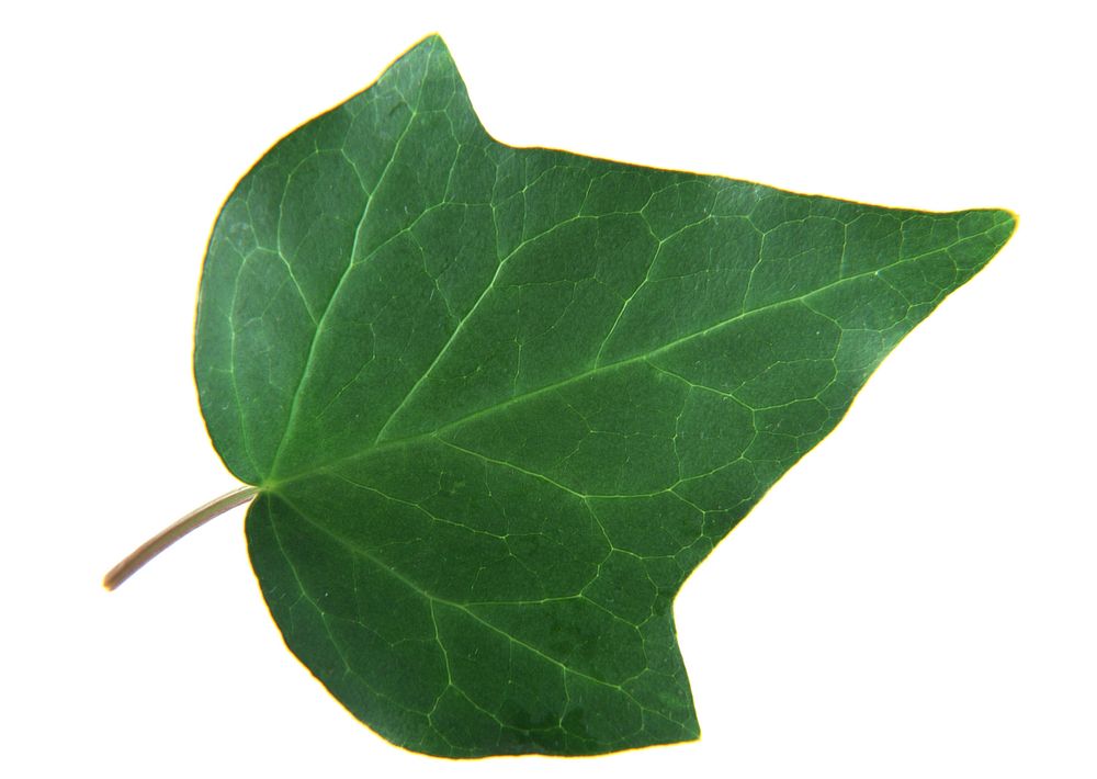 Free Variegated Ivy Vine leaf image, public domain plant CC0 photo.