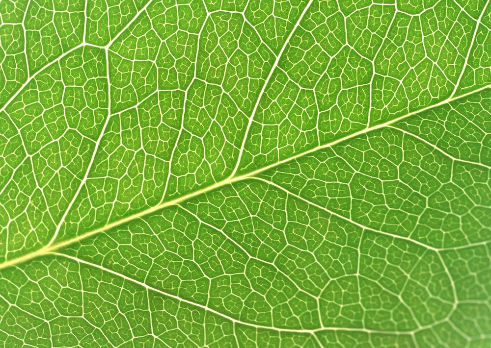 Free leaf closeup image, public domain plant CC0 photo.