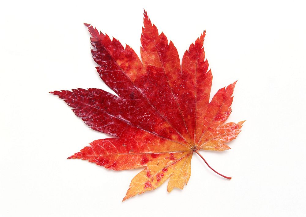 Free autumn leaf on white background photo, public domain nature CC0 image.