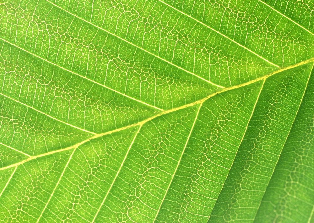 Free leaf closeup image, public domain plant CC0 photo.