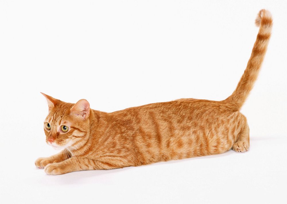 Free ginger shorthair cat image, public domain CC0 photo.