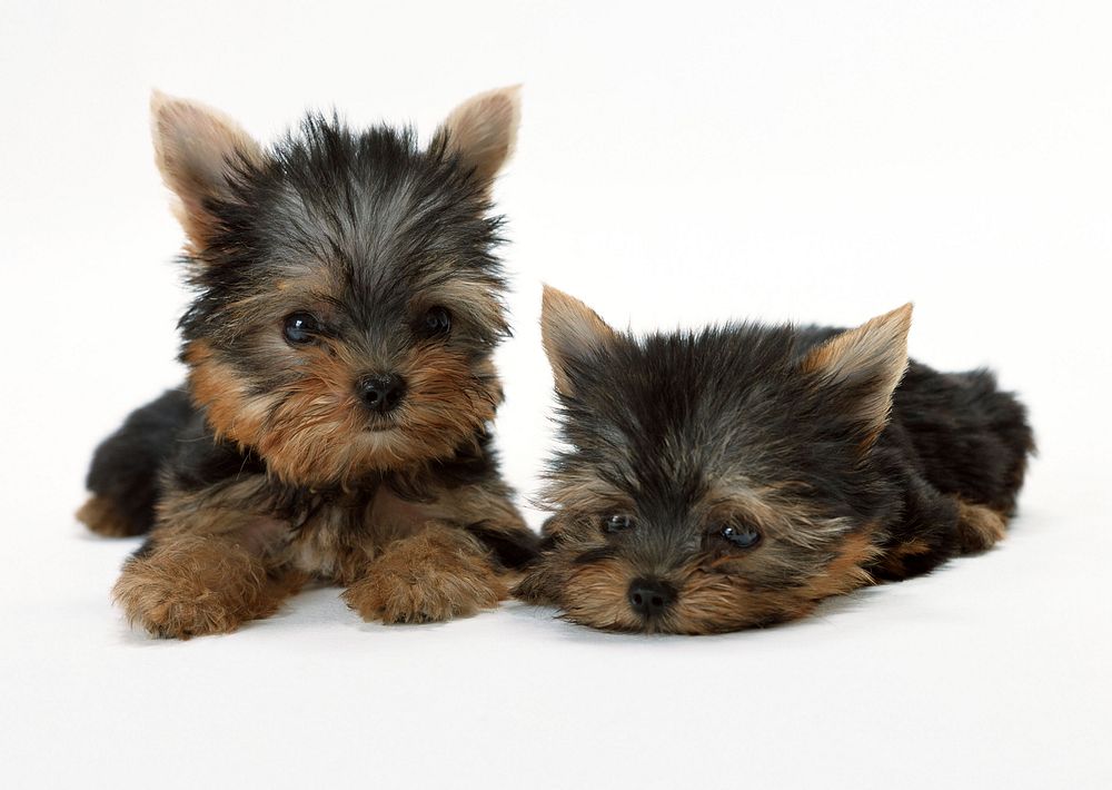 Free 2 yorkshire terrier puppy sit together image, public domain animal CC0 photo.