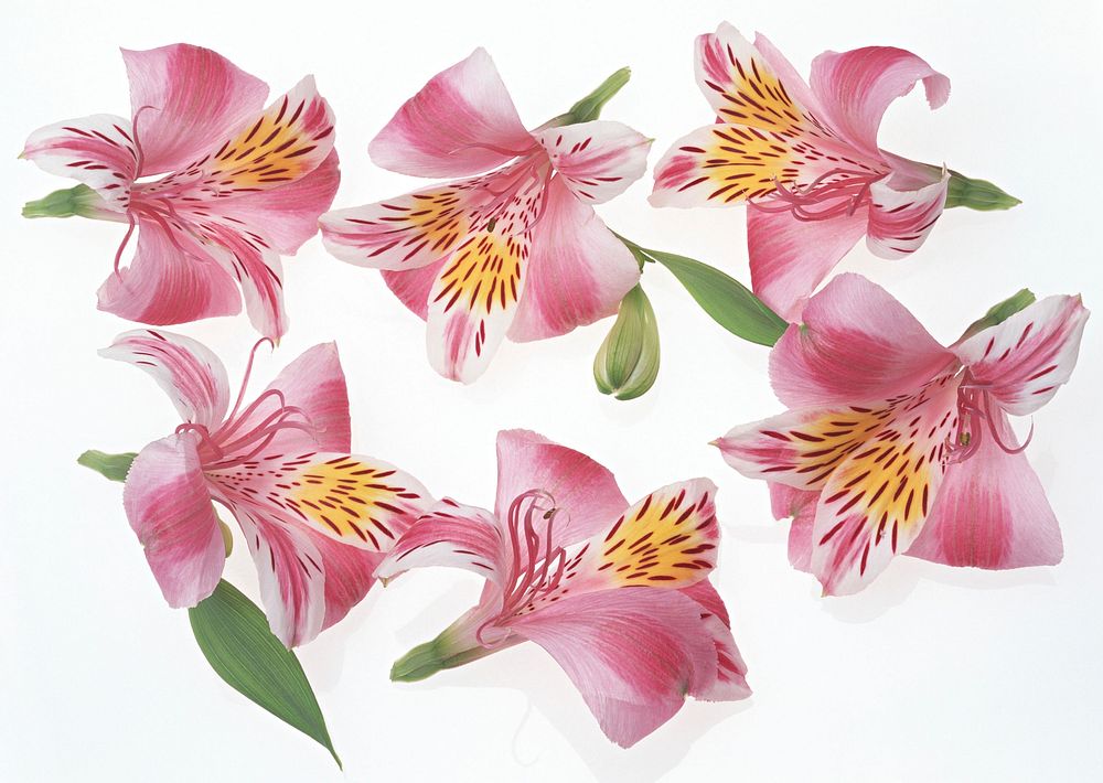 Free pink lilies image, public domain flower CC0 photo.