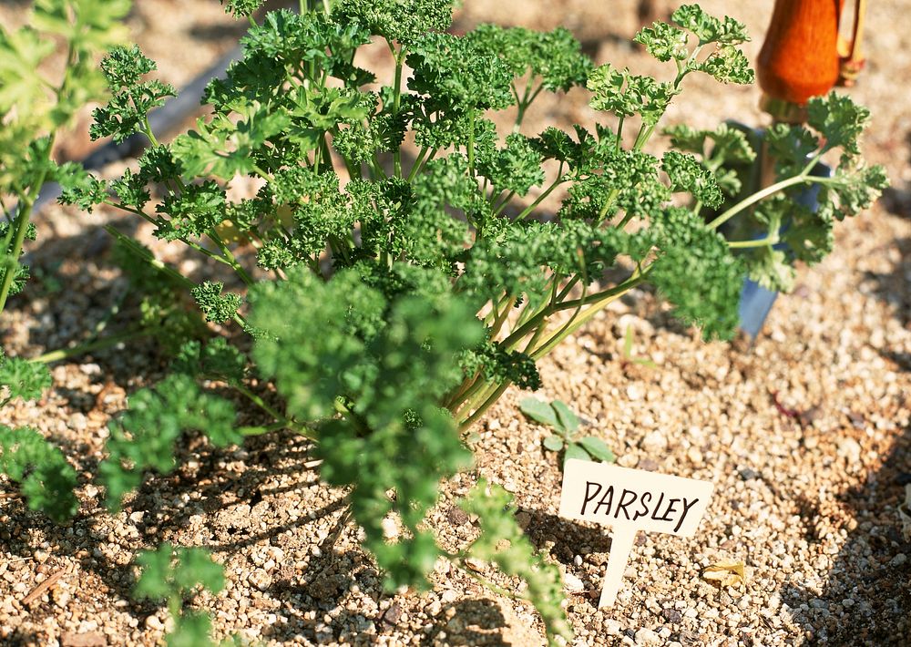 Free green Parsley in the garden public domain CC0 photo.