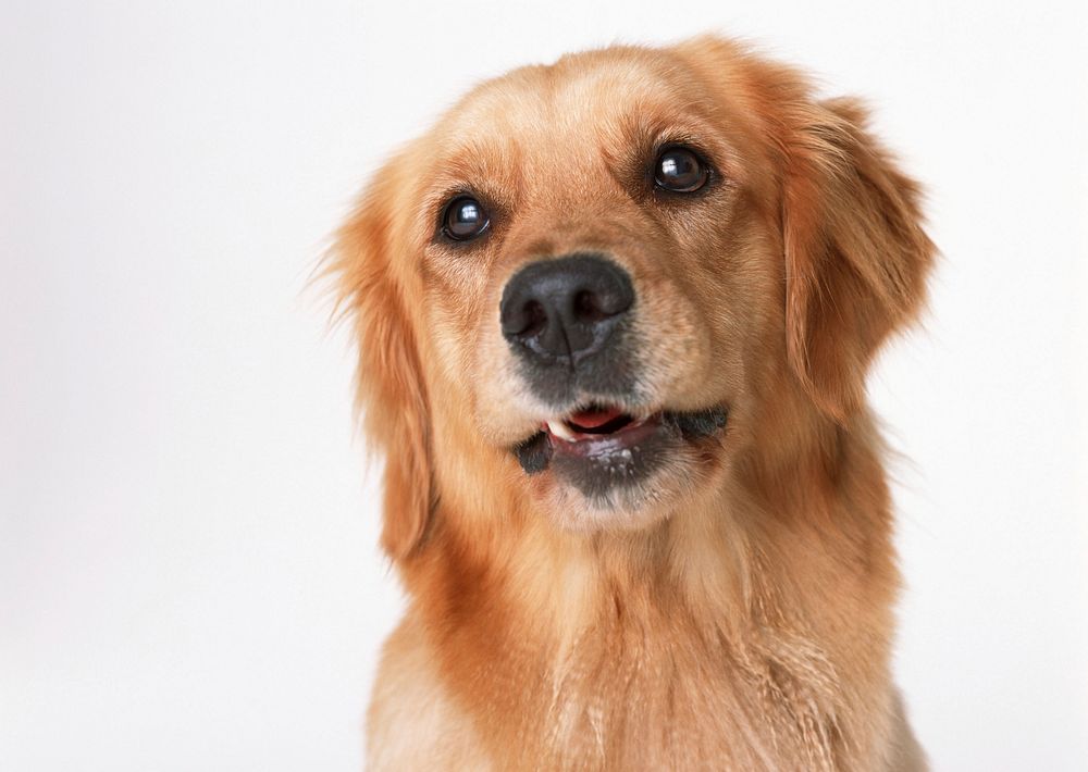 Free golden retriever dog face image, public domain animal CC0 photo.