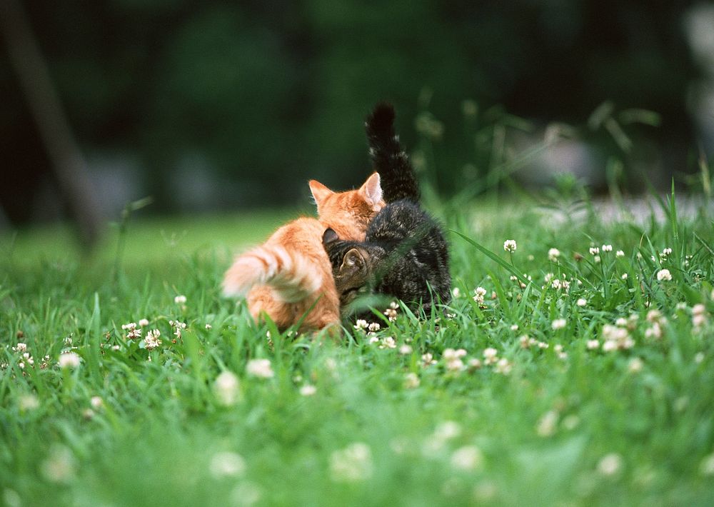 Free shorthair kittens playing in the field image, public domain CC0 photo.