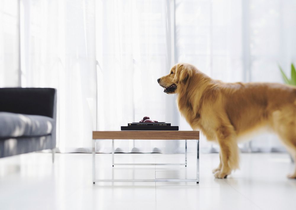 Free golden retriever dog standing in living room image, public domain animal CC0 photo.