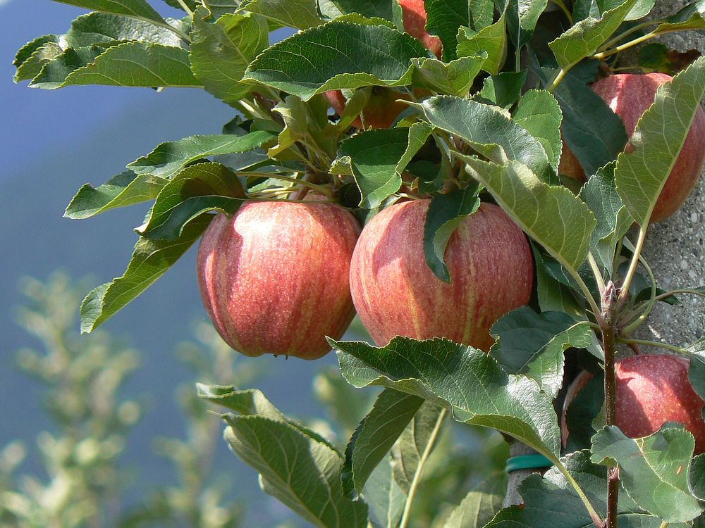 Free apple tree image, public domain fruit CC0 photo.