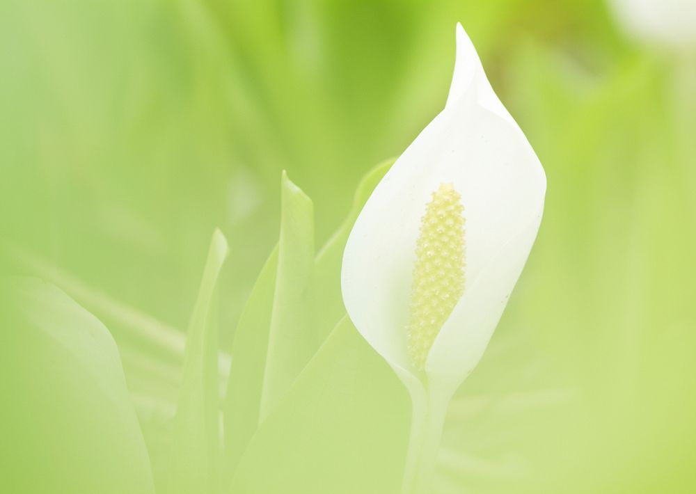 Free calla lily image, public domain spring CC0 photo.