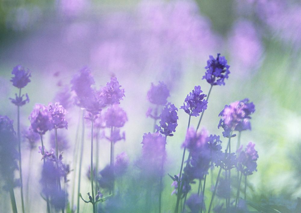 Free lavender image, public domain flower CC0 photo.