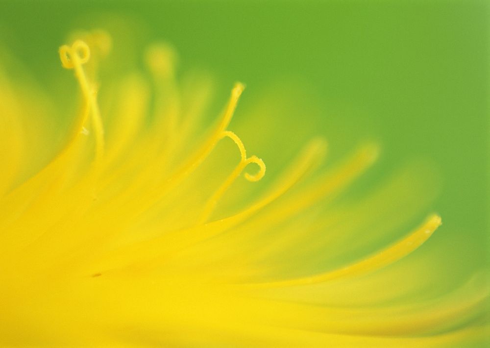 Free yellow flower macroimage, public domain spring CC0 photo.