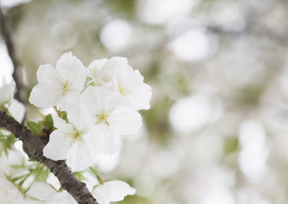 Free white cherry blossom image, public domain flower CC0 photo.