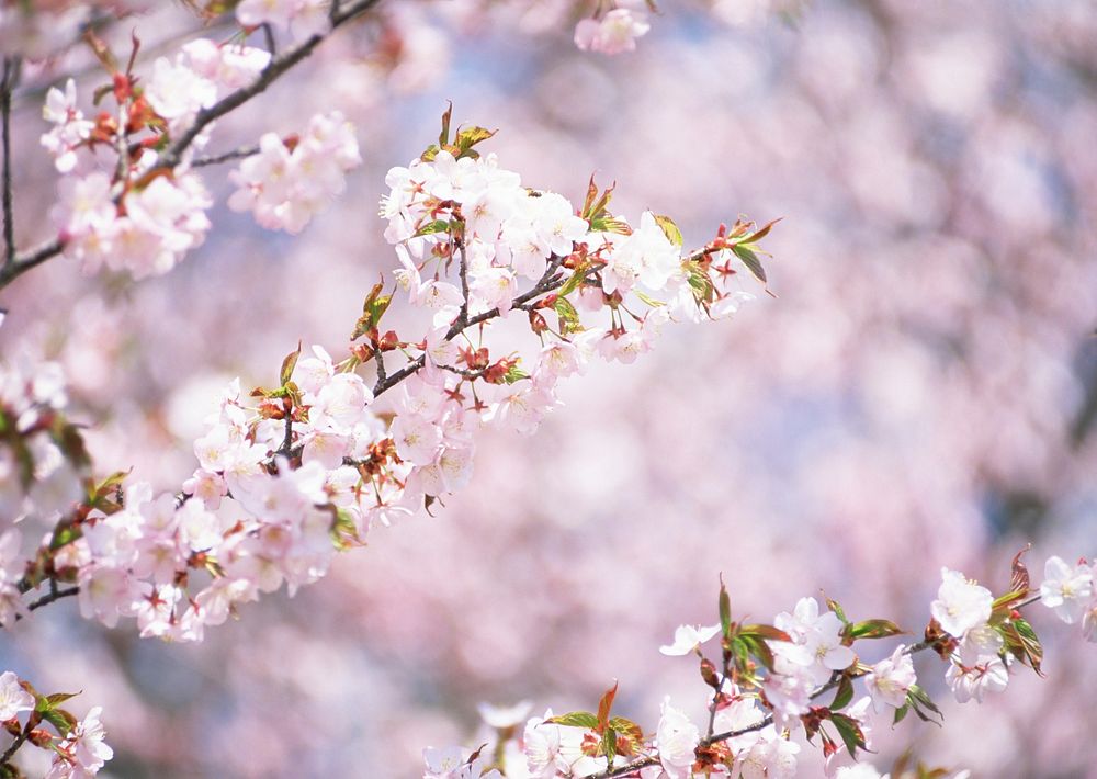 Free pink cherry blossom image, public domain flower CC0 photo.