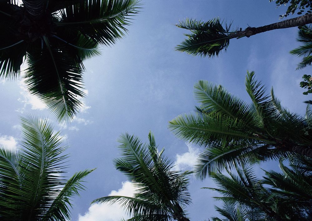 Free palm tree leaves image, public domain nature CC0 photo.
