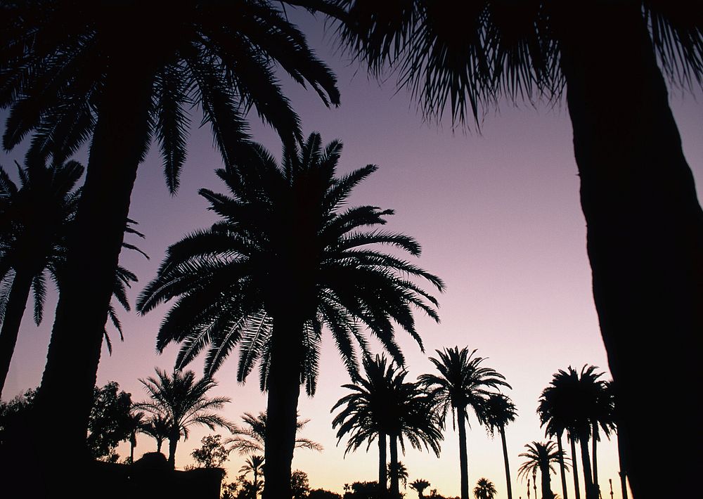Free palm tree silhouette image, public domain trees CC0 photo.