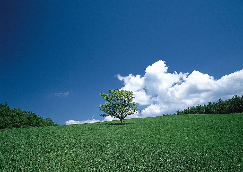 Free trees in a vast grass land image, public domain landscape CC0 photo.
