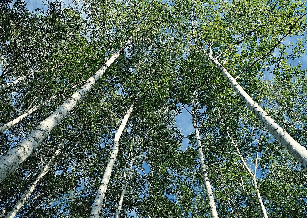 Free towering trees image, public domain nature CC0 photo.