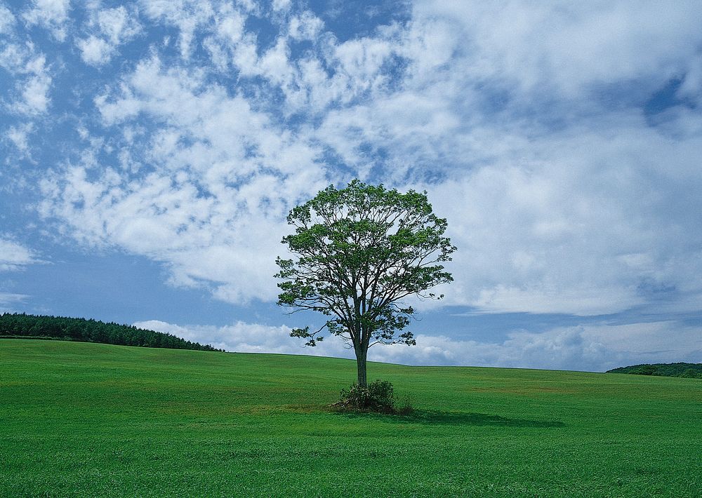 Free tree & landscape image, public domain YYY CC0 photo.