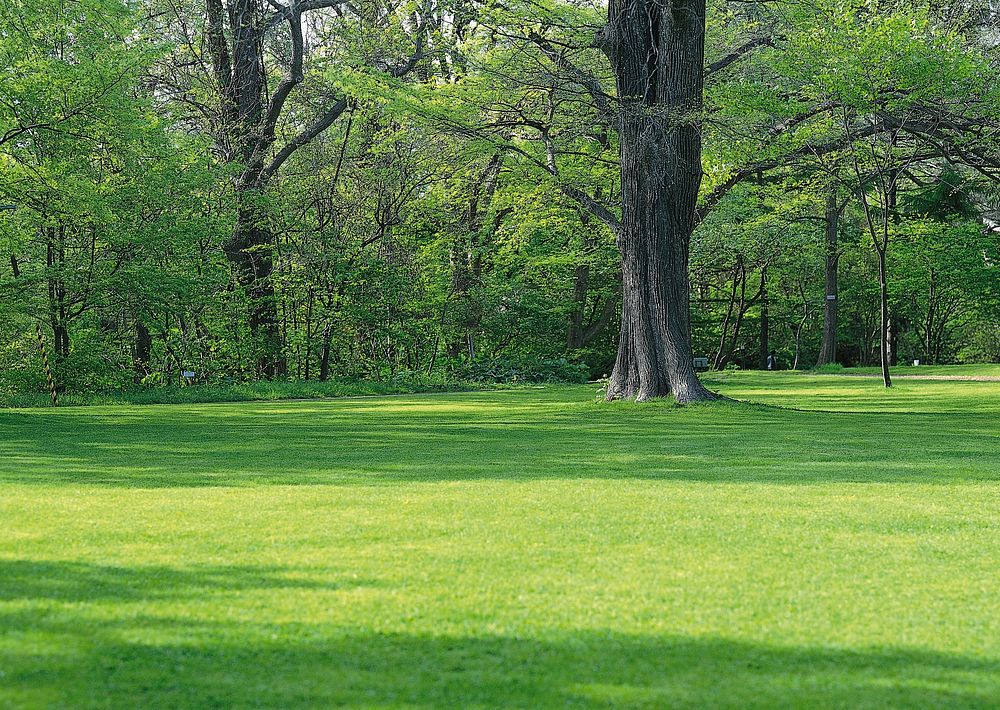 Free tree trunks and shadow on grass land image, public domain landscape CC0 photo.