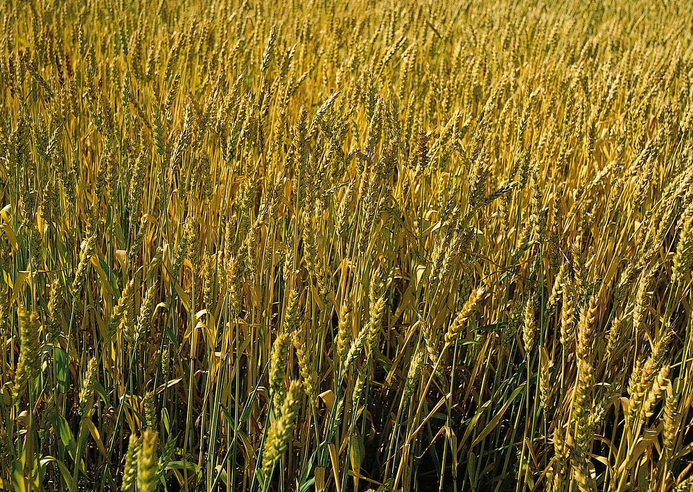 Free wheat spikes image, public domain food CC0 photo.