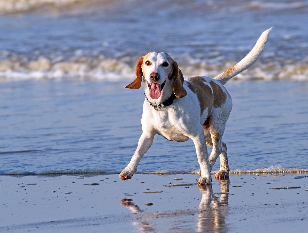 Free dog running on the beach image, public domain animal CC0 photo.