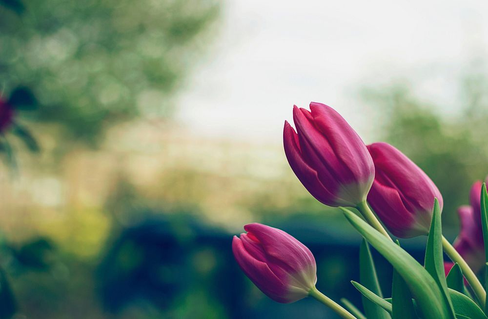 Free purple tulips image, public domain flower CC0 photo.