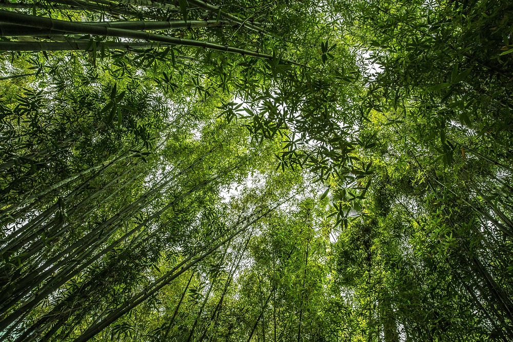 Free trees in forest photo, public domain nature CC0 image.